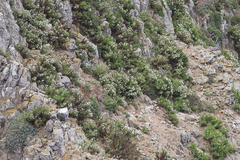 Malacothrix saxatilis implicata