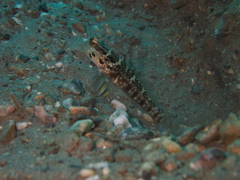 Cryptocentrus sericus