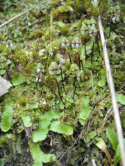 Asterella australis