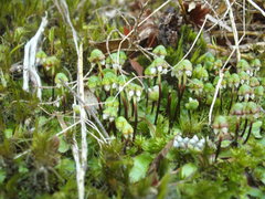 Asterella australis