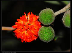 Broussonetia papyrifera