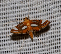 Agassiziella
