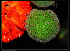 Broussonetia papyrifera