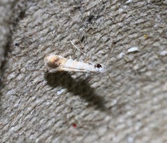 Gibbovalva singularis