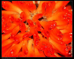 Broussonetia papyrifera