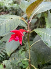 Fuchsia macrostigma