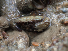 Epixanthus frontalis