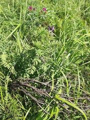 Astragalus suffruticosus