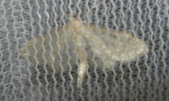 Blepharomastix ranalis