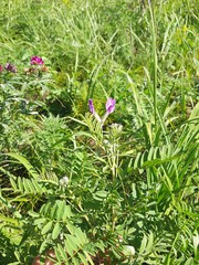 Astragalus suffruticosus