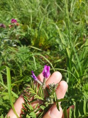 Astragalus suffruticosus