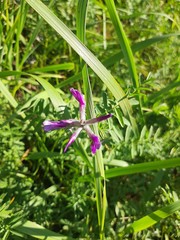 Astragalus suffruticosus