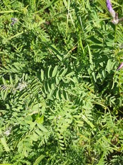 Astragalus suffruticosus