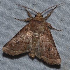 Protorthodes oviduca