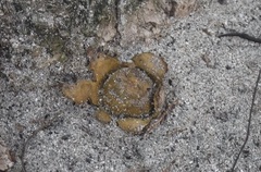 Scleroderma bermudense