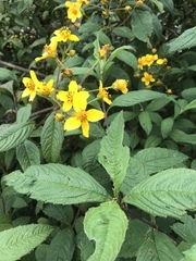 Electranthera mutica