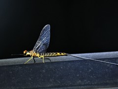 Hexagenia atrocaudata