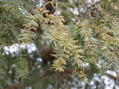 Torreya nucifera