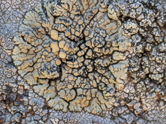 Lecanora mellea