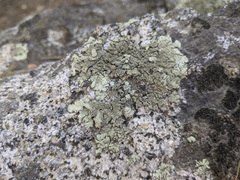 Xanthoparmelia mexicana