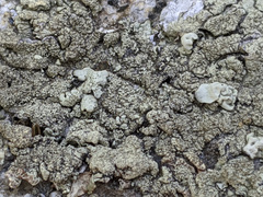 Xanthoparmelia mexicana