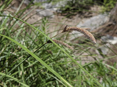 Carex senta