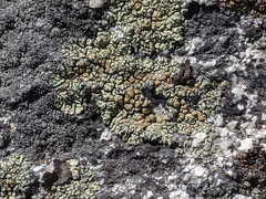 Lecanora sierrae