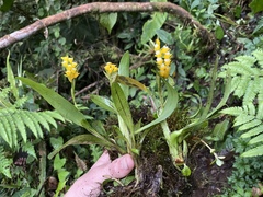 Brassia andina