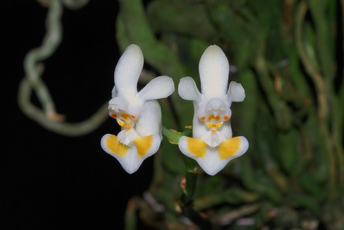 Thailandica Orchid