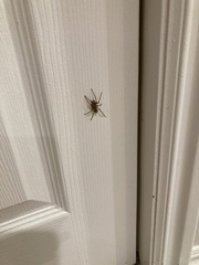 Araneae