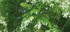 Artocarpus