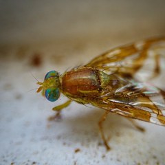 Anastrepha fraterculus