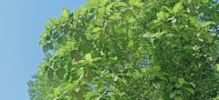 Artocarpus
