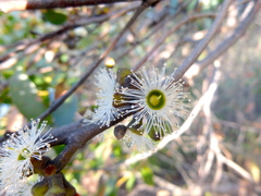 Eucalyptus baxteri