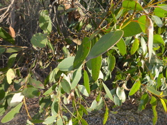 Eucalyptus baxteri