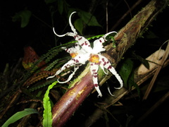 Oncidium cirrhosum