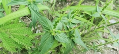 Spigelia