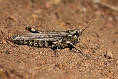 Melanoplus macclungi