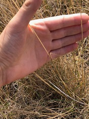Hesperostipa curtiseta