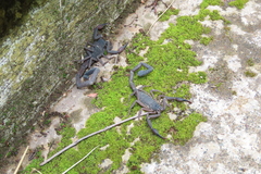 Centruroides gracilis