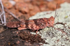 Trimerotropis saxatilis