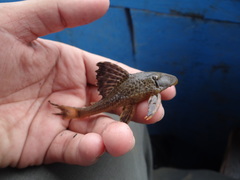Hypostomus hemicochliodon