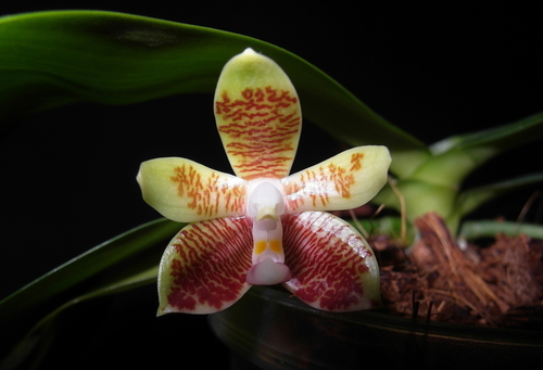 Inscriptiosinensis Orchid
