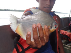 Silver Mylossoma photo 2