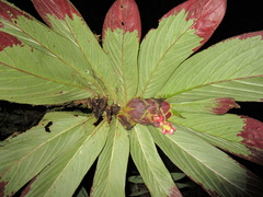 Columnea medicinalis