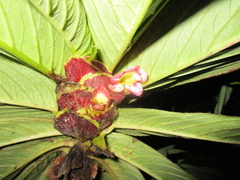 Columnea medicinalis