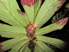 Columnea medicinalis