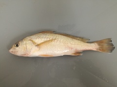 Bairdiella ensifera