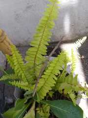 Tetanorhynchini