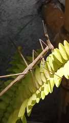 Tetanorhynchini